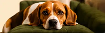 A beagle resting on a green sofa in the Wishful Paws lounge